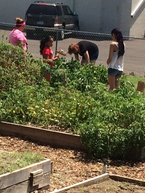 Families in the Community Garden 2