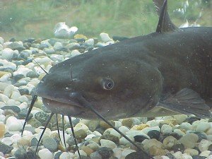 A Catfish