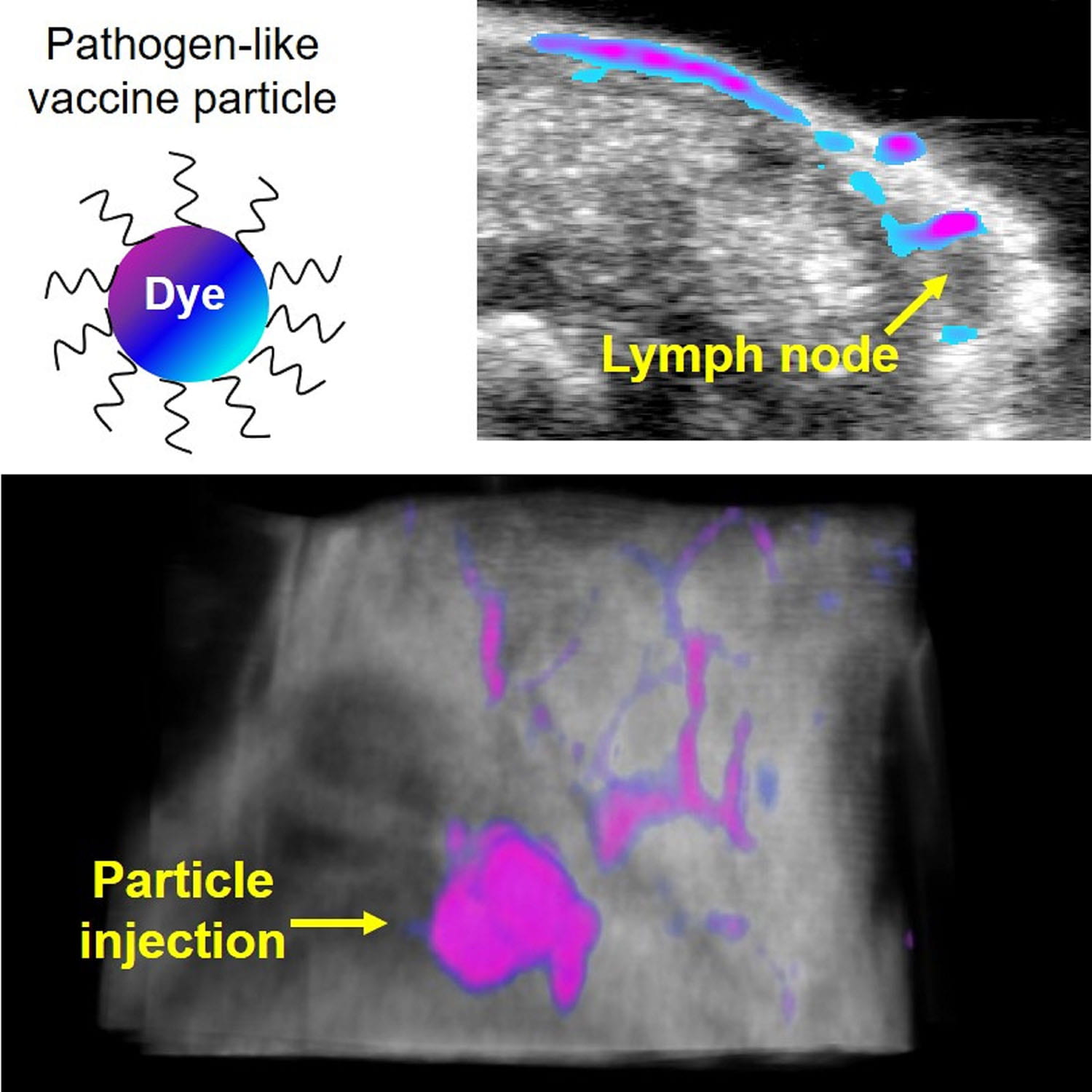 Imaging Tool to Monitor Vaccine Particle Trafficking