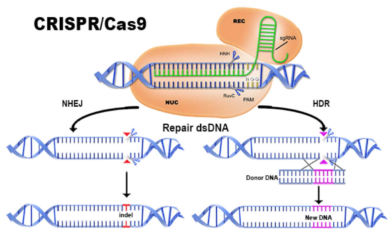 Crispr cas9 технология презентация