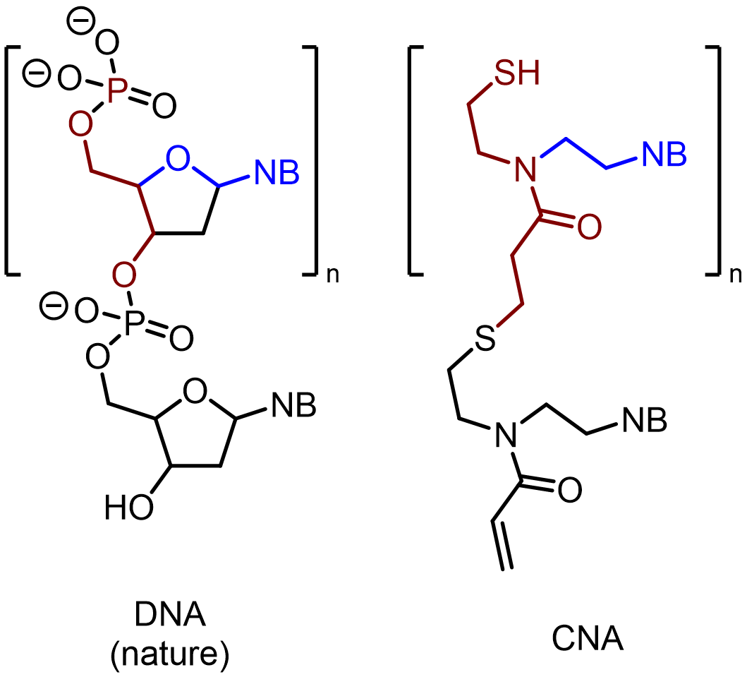 Кислоты полимеры. Nucleic acids. Пропиновая кислота полимер. Метиловый эфир пропеновой кислоты полимер. Degradation of Nucleic acids.