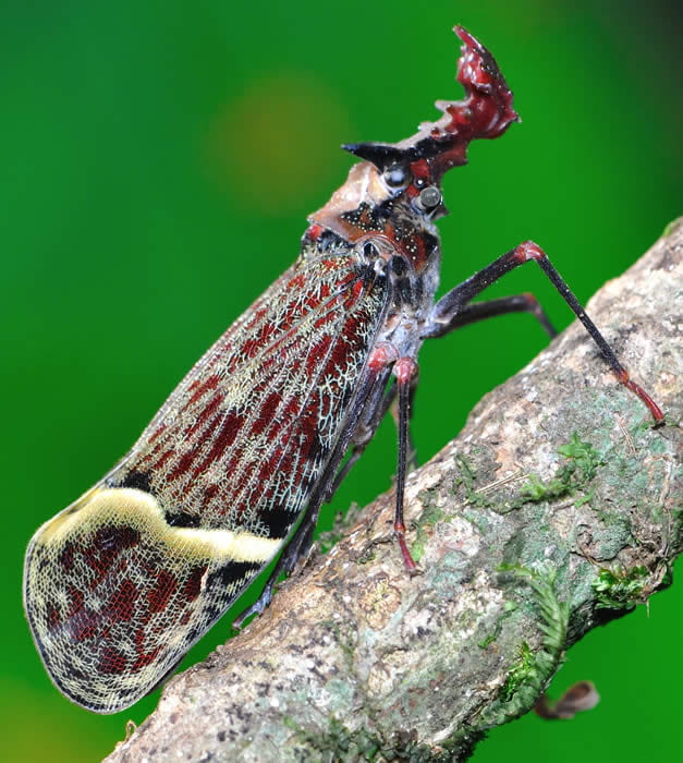 Азиатская цикада (Pyrops CF. Candelaria)