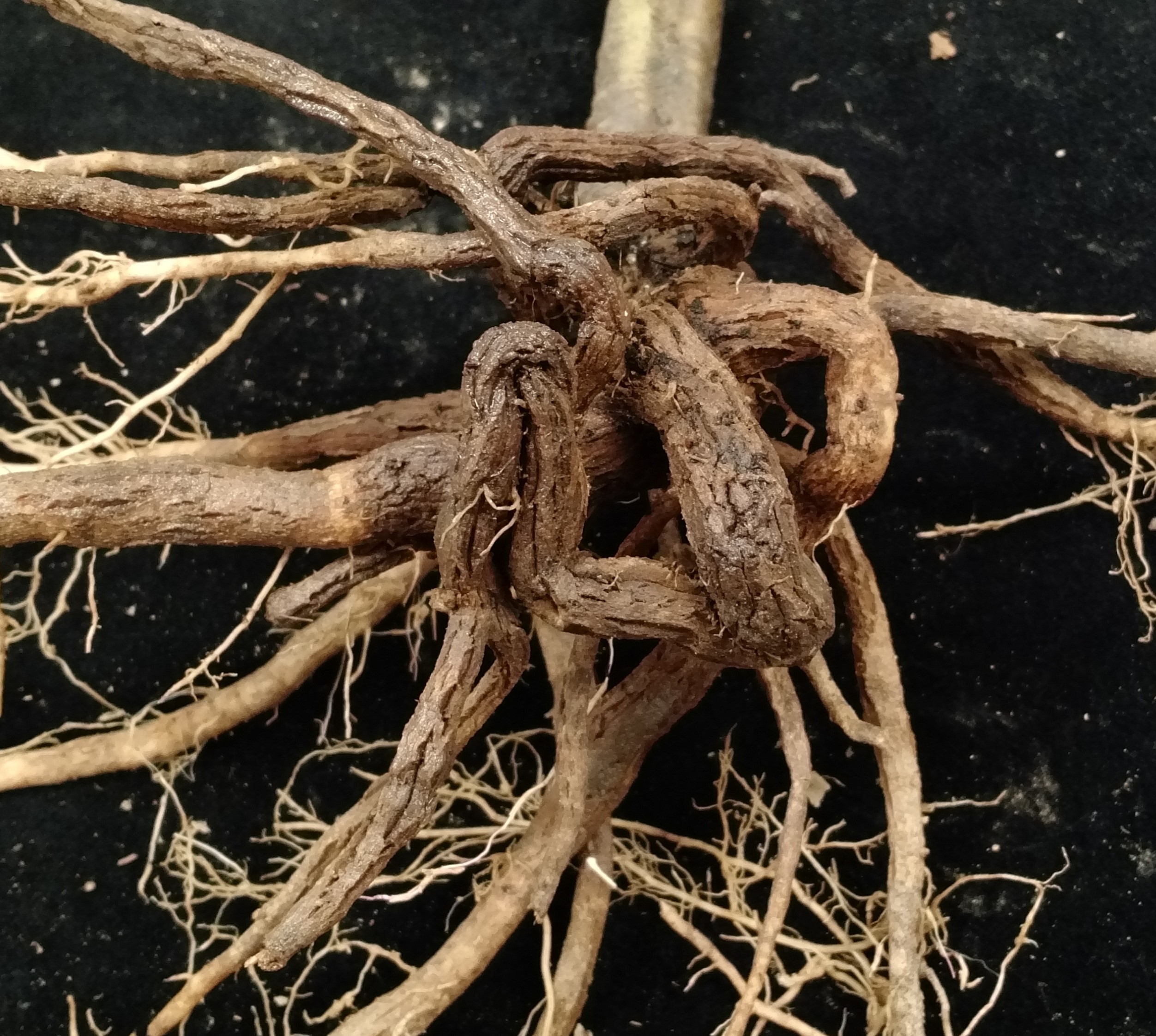 Корневой root
