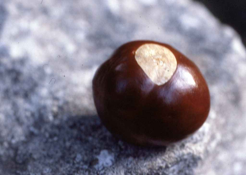 Buckeye Porn