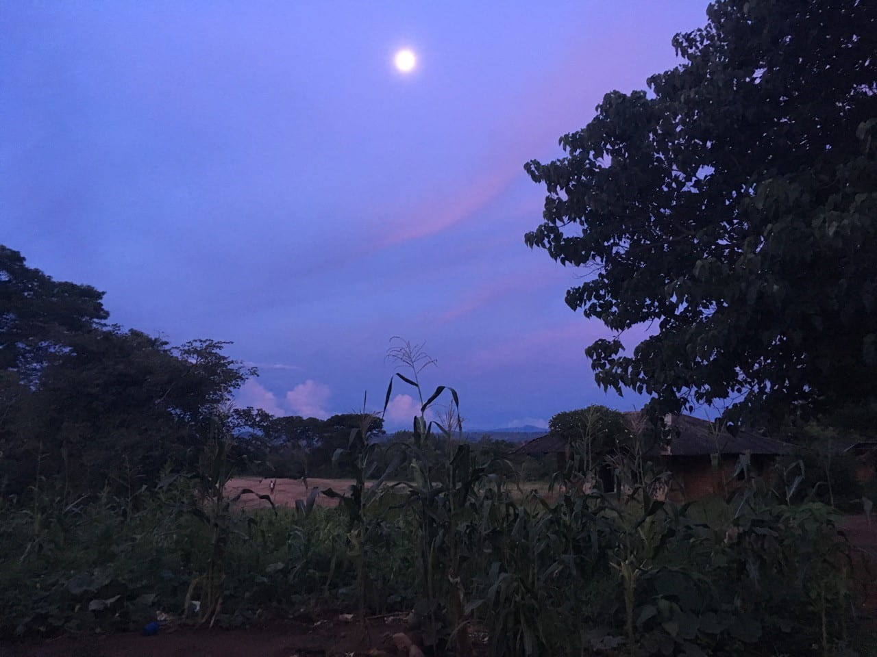 sunset and full moon over corn (maize) field
