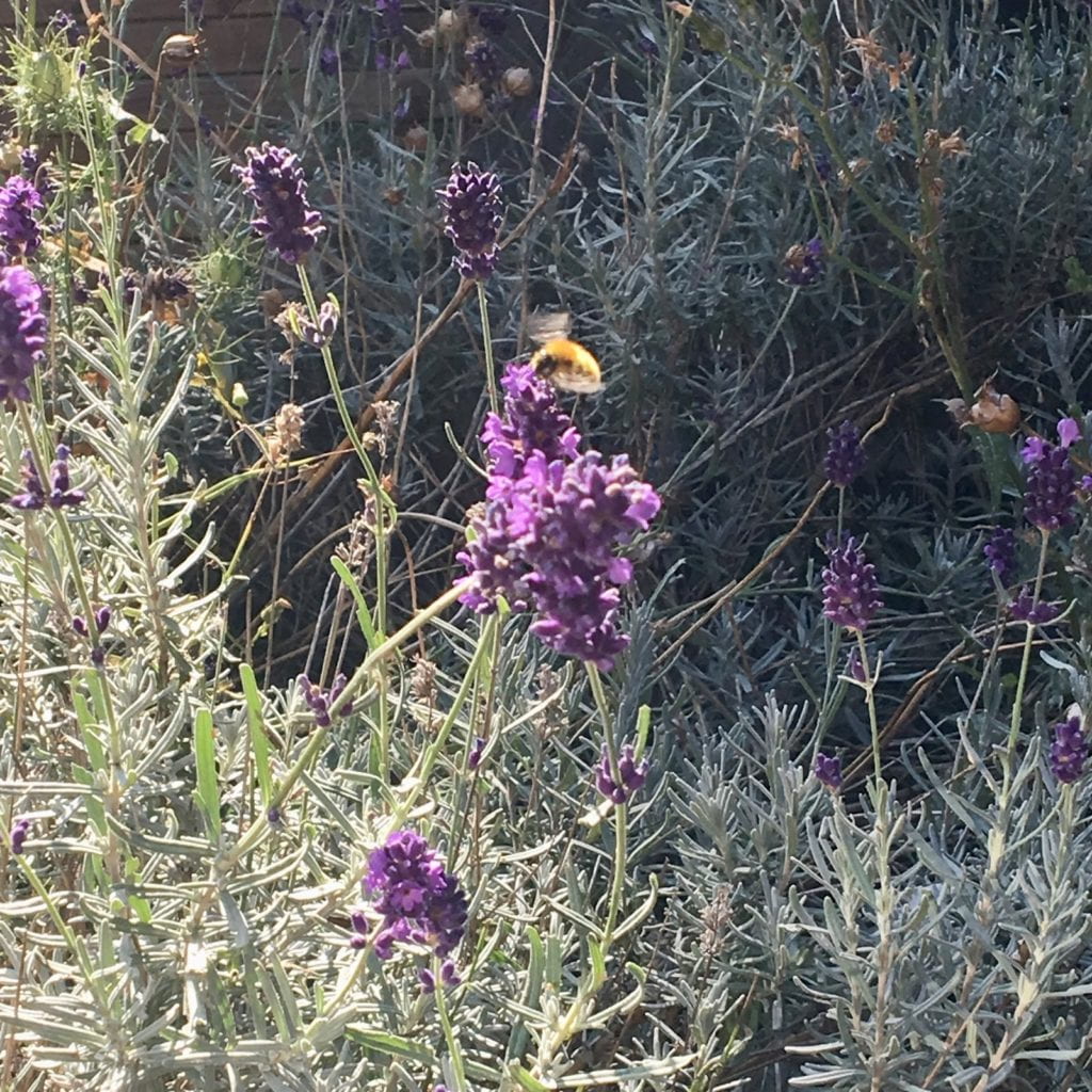 A bumblebee landing in a field of lavender