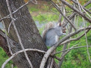 Lehigh Squirrel chomping on a nut in a tree. 