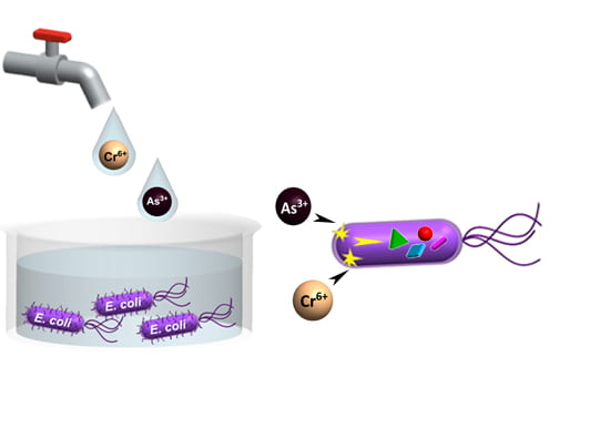 UCアーバインの研究者らが大腸菌を使った水質監視技術を開発(UC Irvine researchers create E. coli-based water monitoring technology)